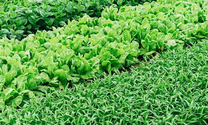 Agriculture