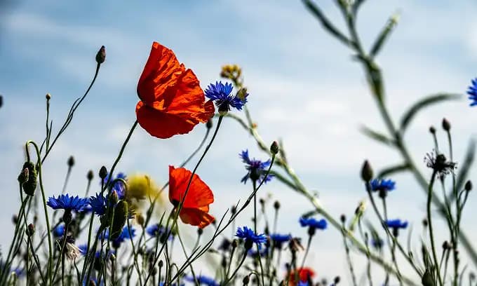 Biodiversité